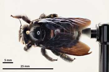 Media type: image;   Entomology 810642 Aspect: habitus dorsal view